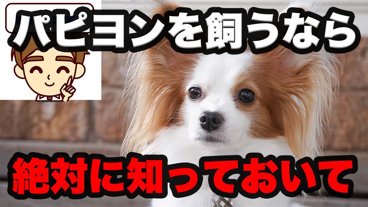 パピヨンを飼う人に絶対に知ってほしいこと　〜出身、歴史、性格、寿命、医療費、なりやすい病気、早期発見法、予防法〜