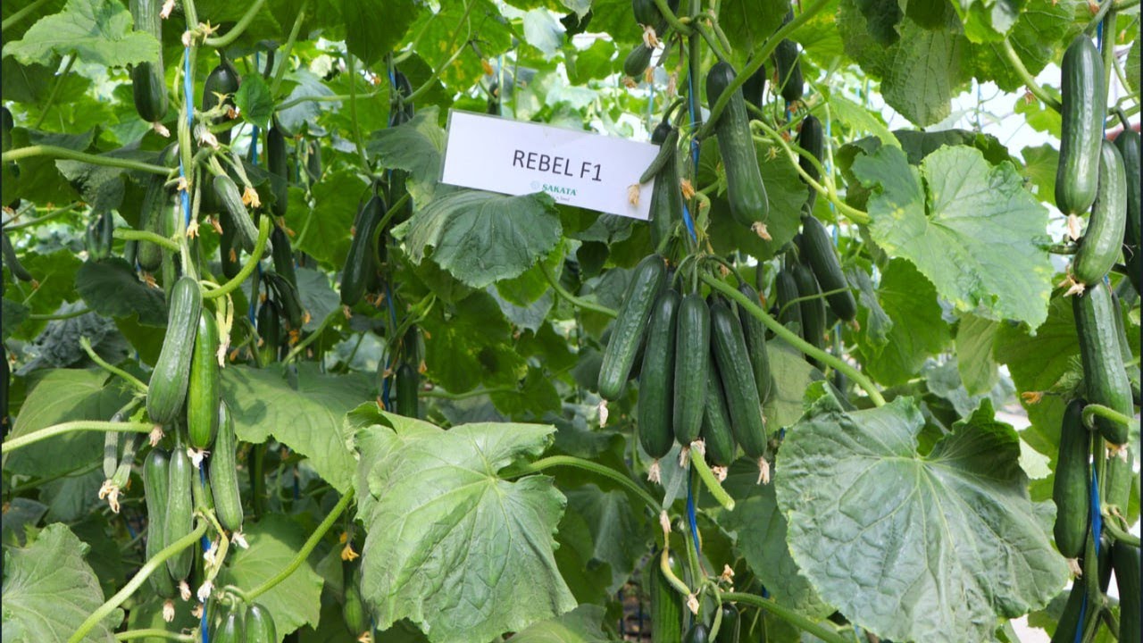 РЕБЕЛ F1-МЎЛ КЎЛ ҲОСИЛ ДЕМАК! (Cucumber Rebel F1 Sakata)