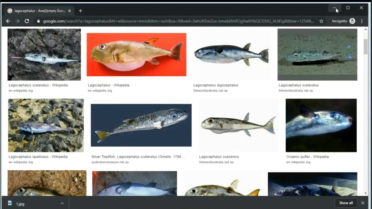 Invasive Species recognition using Artificial Intelligence: Lagocephalus sceleratus