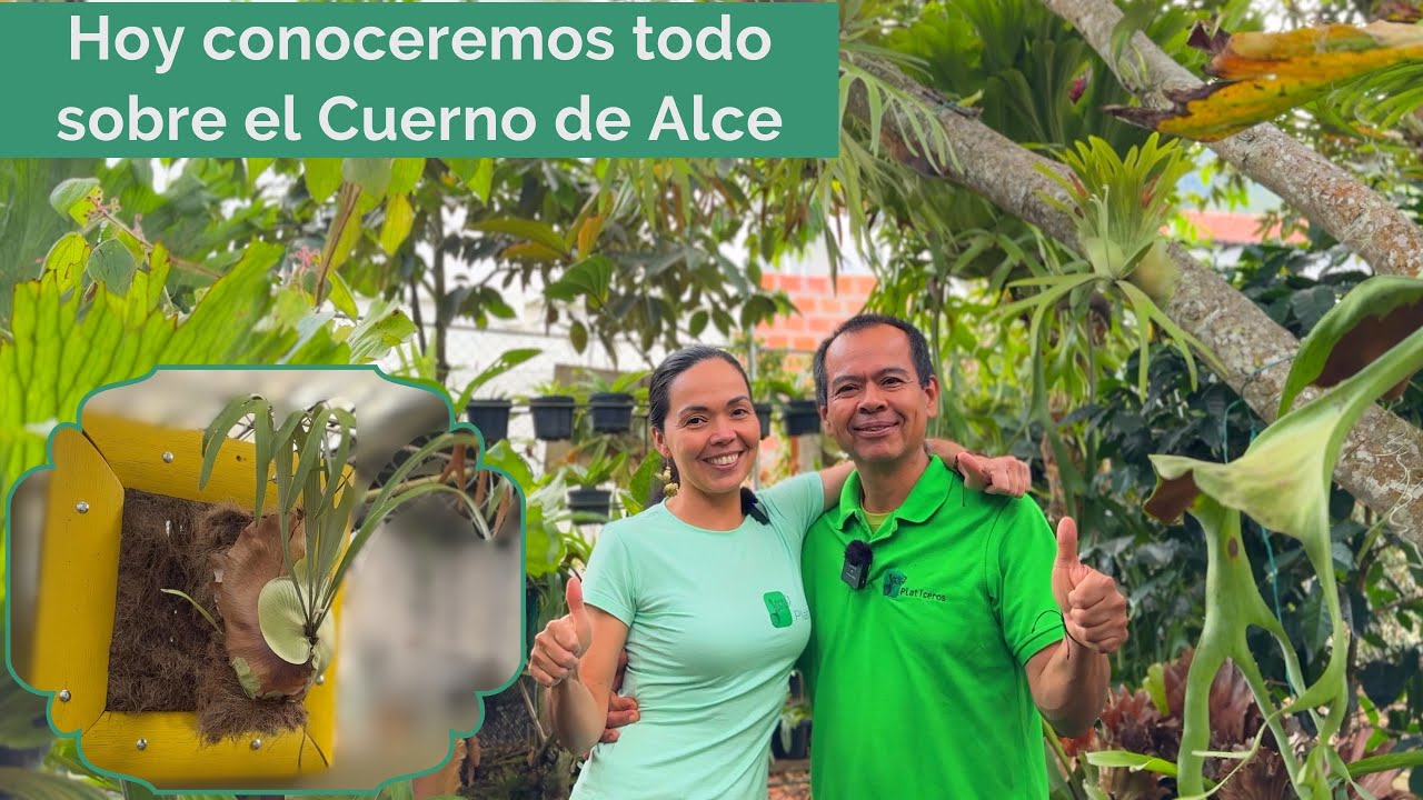 🫎Platycerium Bifurcatum - Helecho Cuerno de Alce