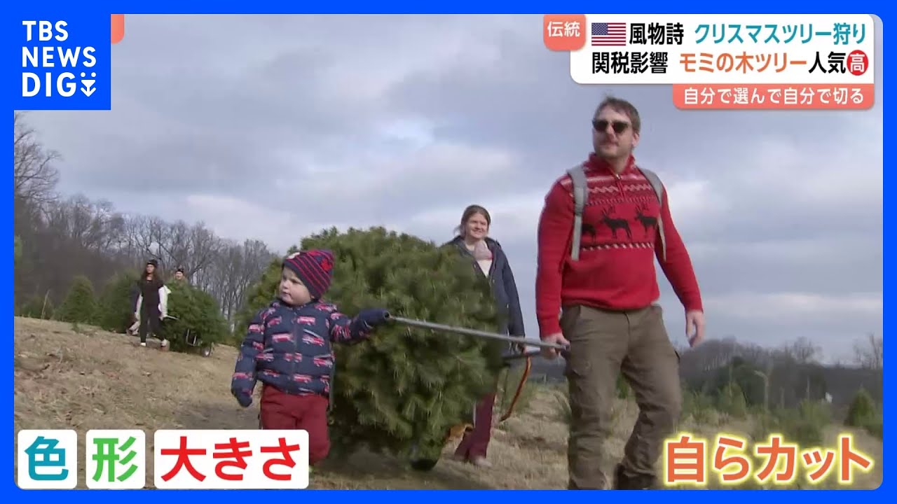 【クリスマスツリー狩り】自分たちだけのツリーを探す　色や形・大きさを選んで自分でカットして持ち帰り　アメリカの冬の風物詩｜TBS&nbsp;NEWS&nbsp;DIG