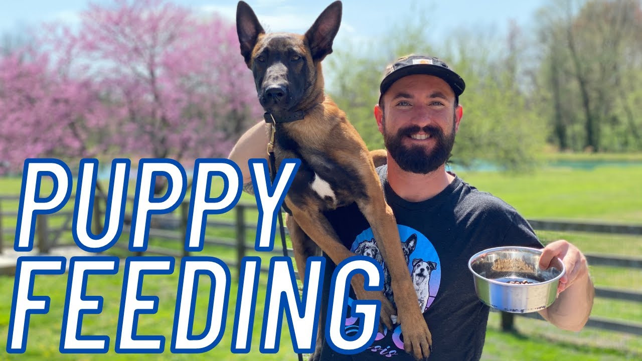 MUST WATCH!! PUPPY FEEDING! ULTIMATE PUPPY TRAINING PT.2 - BELGIAN MALINOIS // ANDY KRUEGER