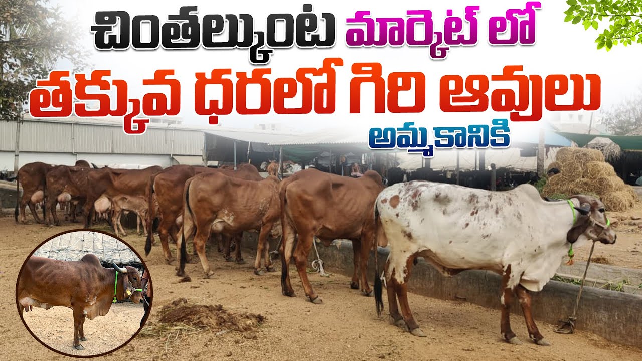 చింతల్కుంట మార్కెట్ లో తక్కువ ధరలో గిరి ఆవులు అమ్మకానికి || Giri Cows Kn Chintalkunta Market