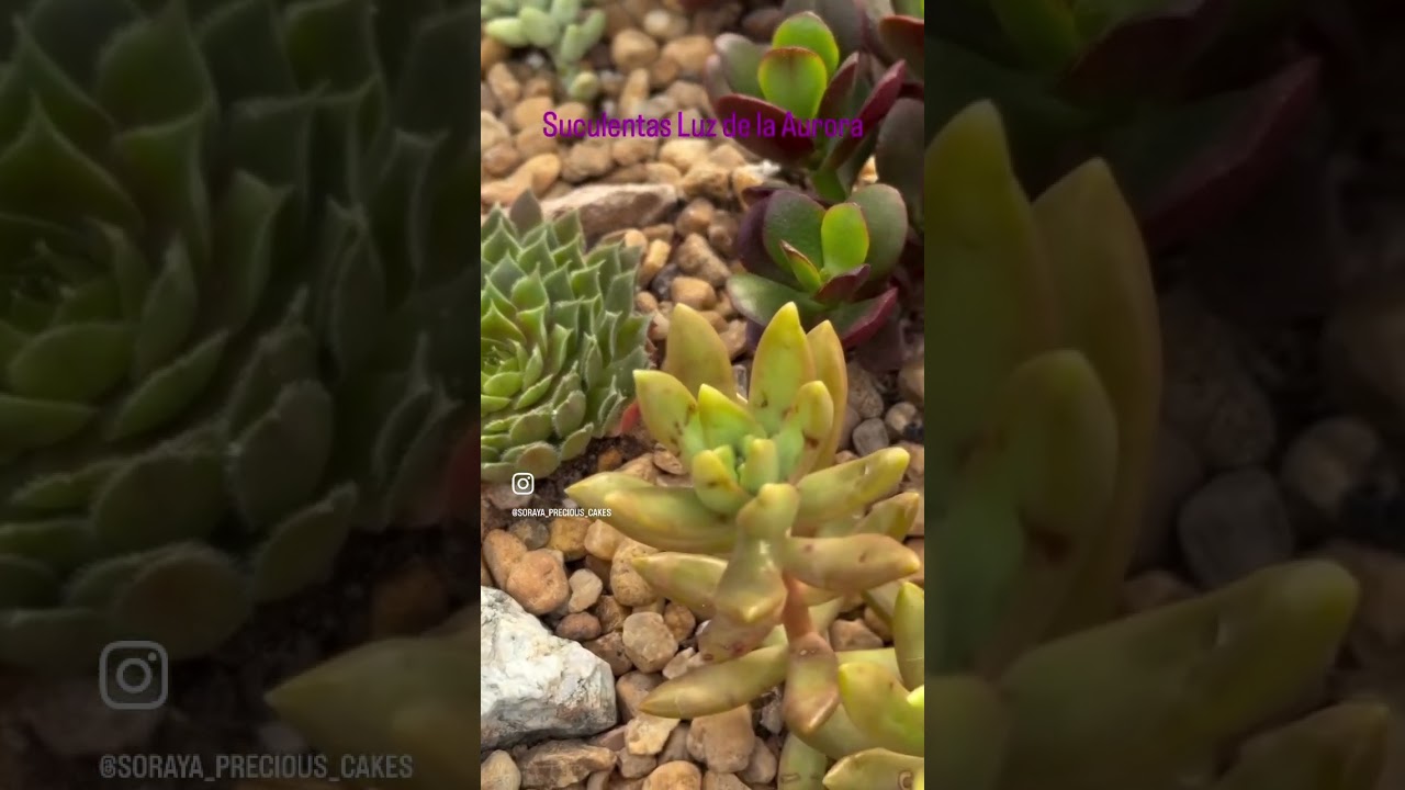 #succulentobsession #succulents #succulentcollection #succulover #succulentlover #plants #garden