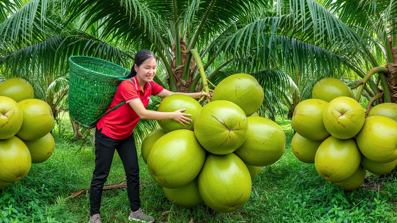 FULL VIDEO -- 366 Days Harvesting 1000+ Wild Coconut and goes to the market sell - Elli Life