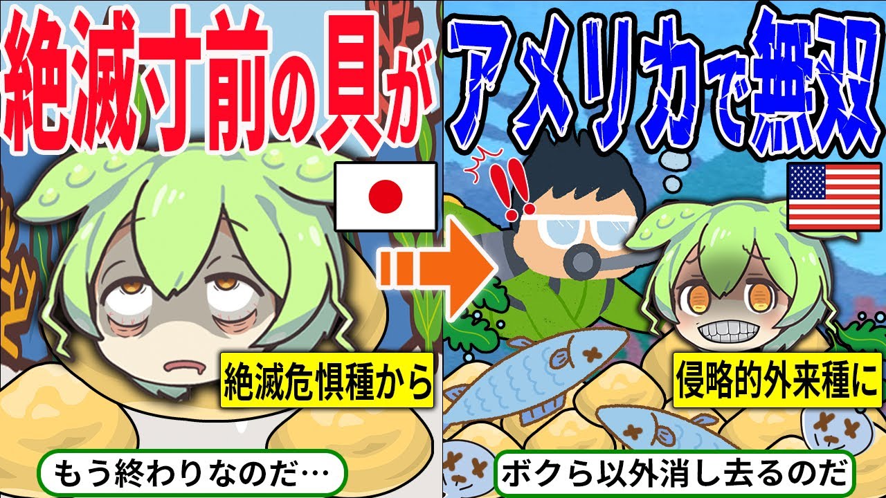 日本の絶滅危惧種の貝がアメリカに渡った結果…生態系を破壊する悪魔にwww【ずんだもん＆ゆっくり解説】