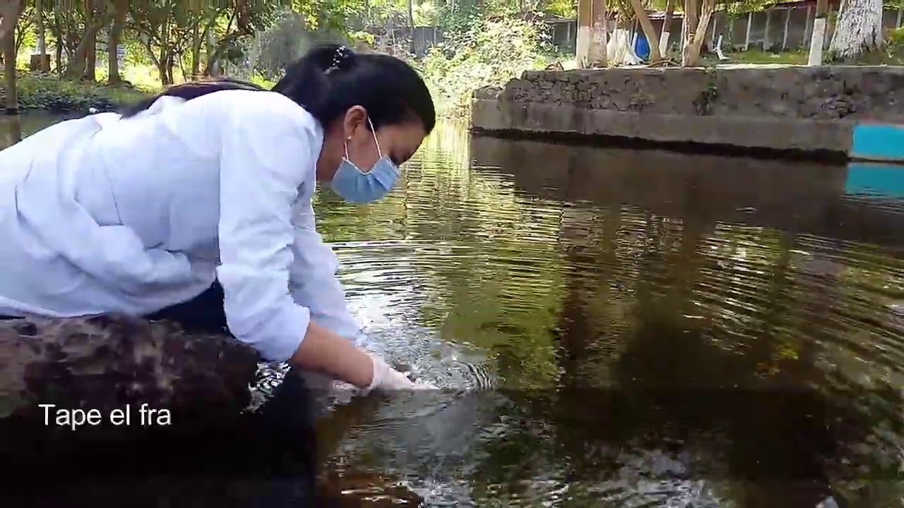 Muestreo de agua en río para análisis fisicoquímico y microbiológico.