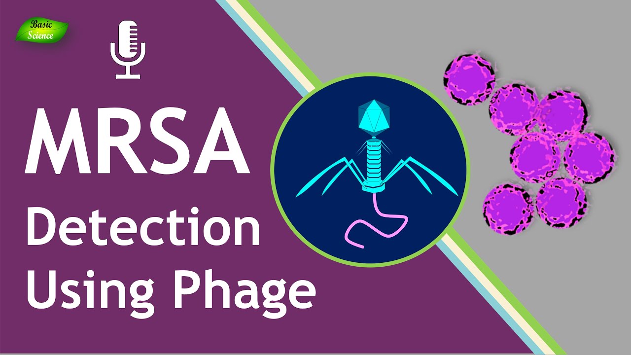 MRSA | Detection | Phage | Detection techniques | Bacteriophage | Basic Science Series