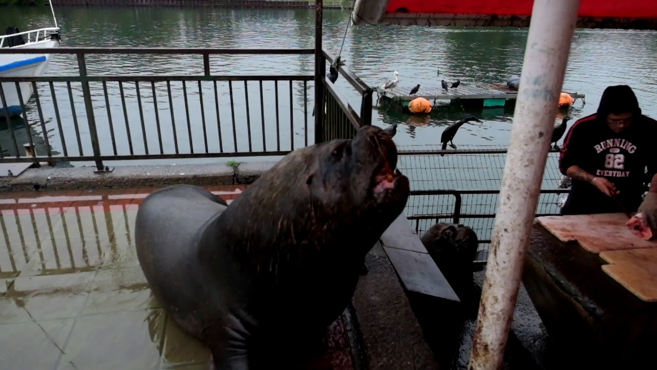 Sea Lion in Valdivia, fish market.