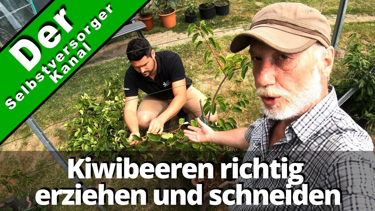 Kiwibeeren richtig schneiden und erziehen