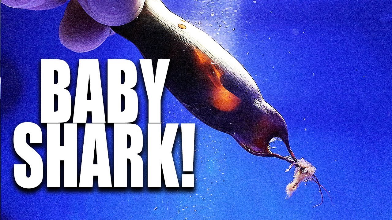 SHARKS EGGS ARE READY TO HATCH!!!! | The King of DIY