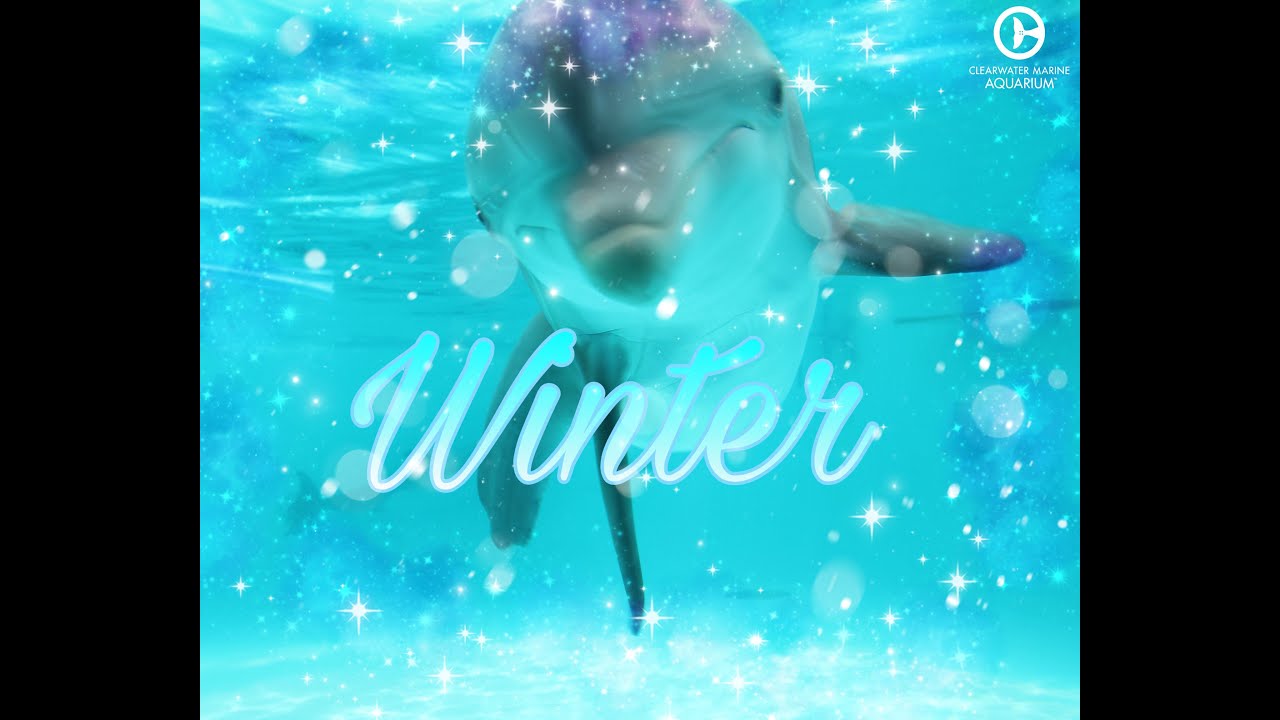 Winter the Dolphin Tribute😭💔❤️‍🩹