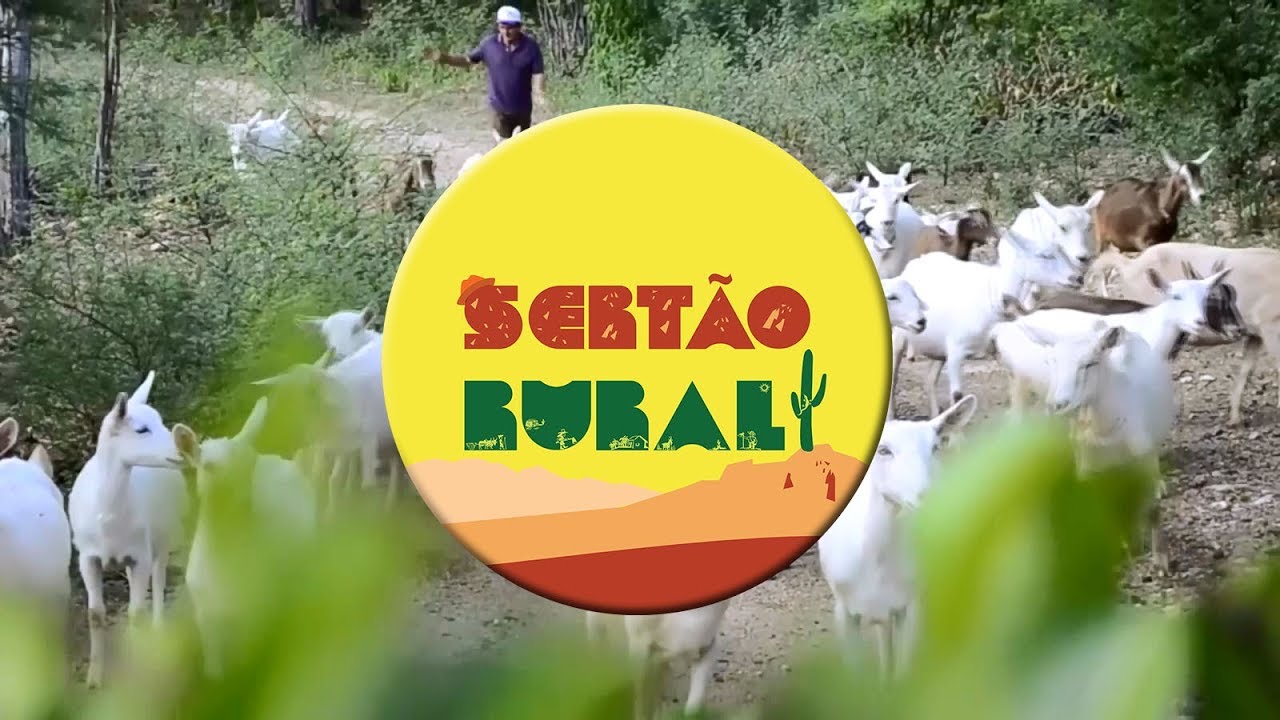 Veja como funciona a cadeia produtiva do bode no sertão de Pernambuco