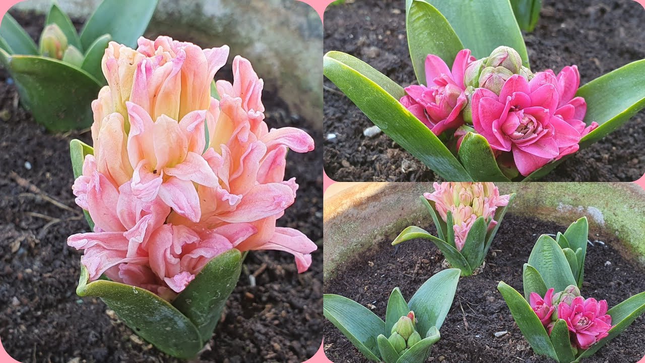 583.How to grow and care hyacinth flower plants (Hindi)