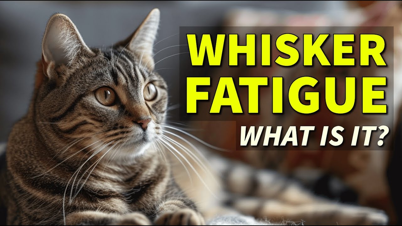 Whisker Fatigue: What is it? Unveiling the Sensory World of Cats