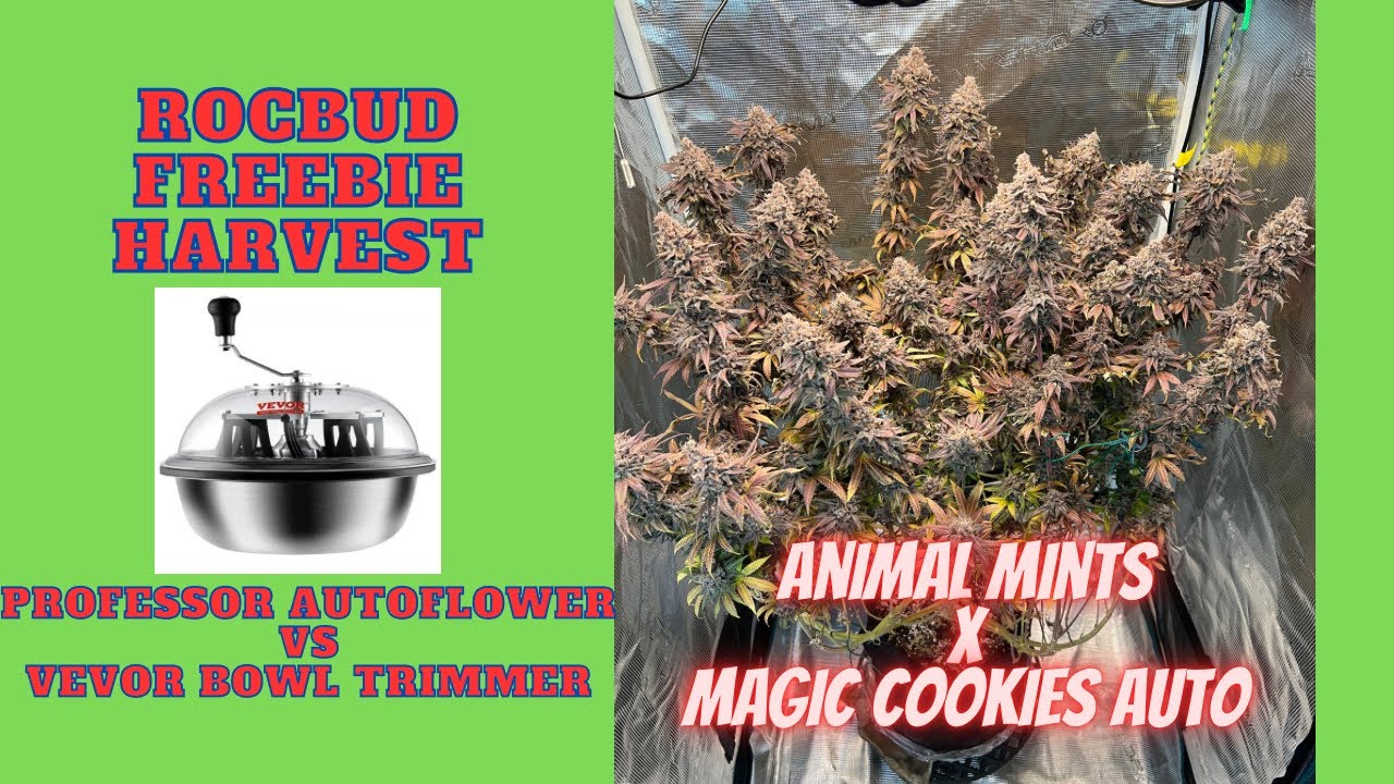 ROCBUD Freebie Harvest Animal Mints x Magic Cookies Auto, Professor Autoflower vs Vevor Bowl Trimmer
