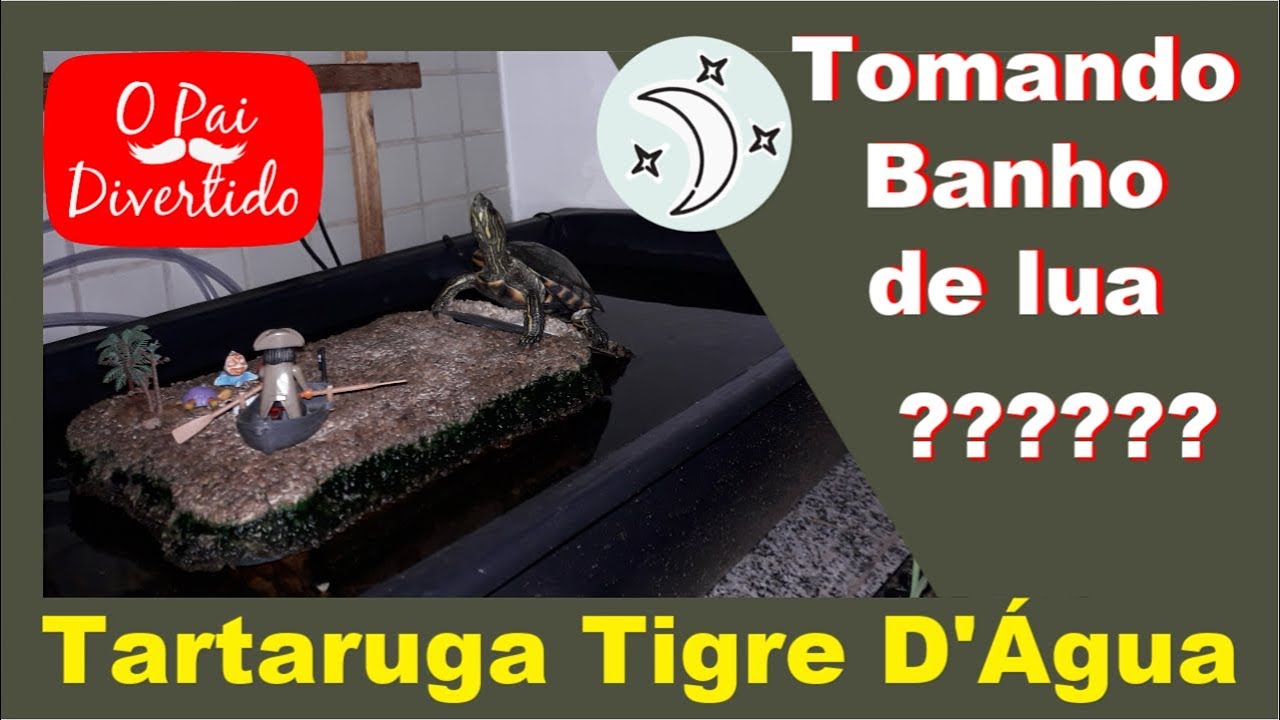 BANHO DE LUA???? TARTARUGA TIGRE D'ÁGUA