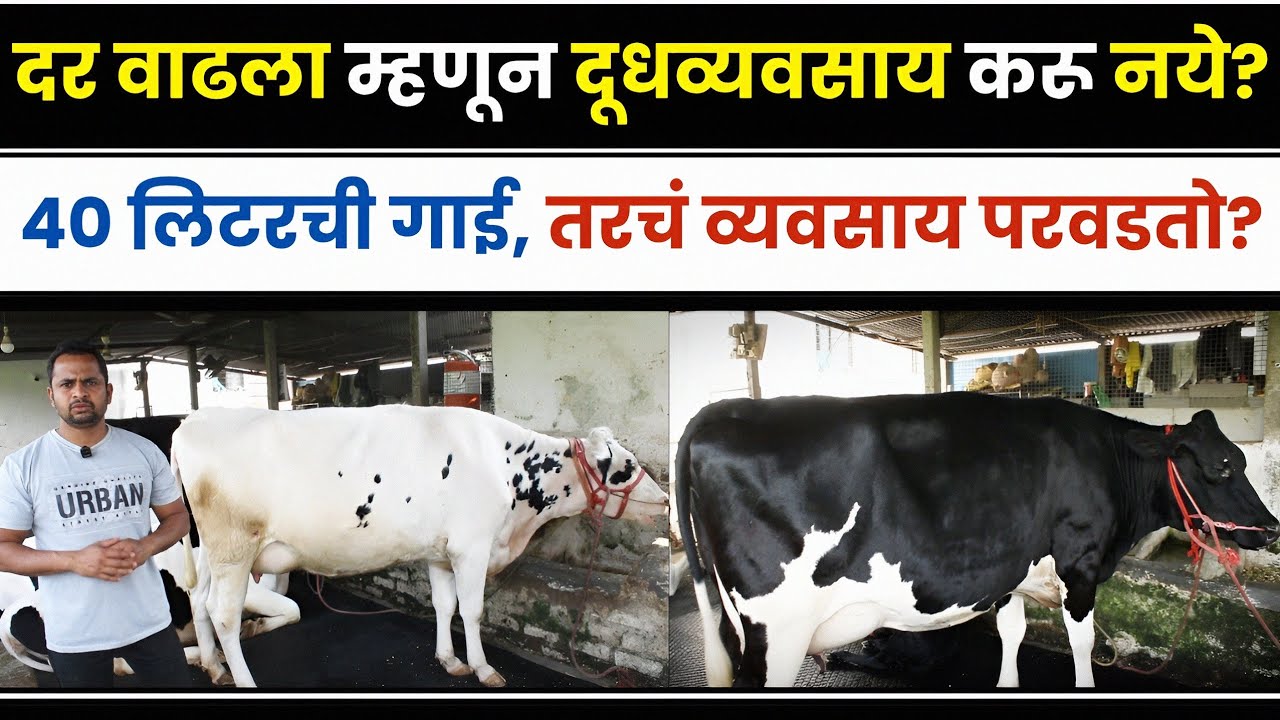 40 लिटरची गाई, तरचं दूधव्यवसाय परवडतो? | विकास साळुंखे आंबवडे | दर वाढला म्हणून अजिबात करू नये...?