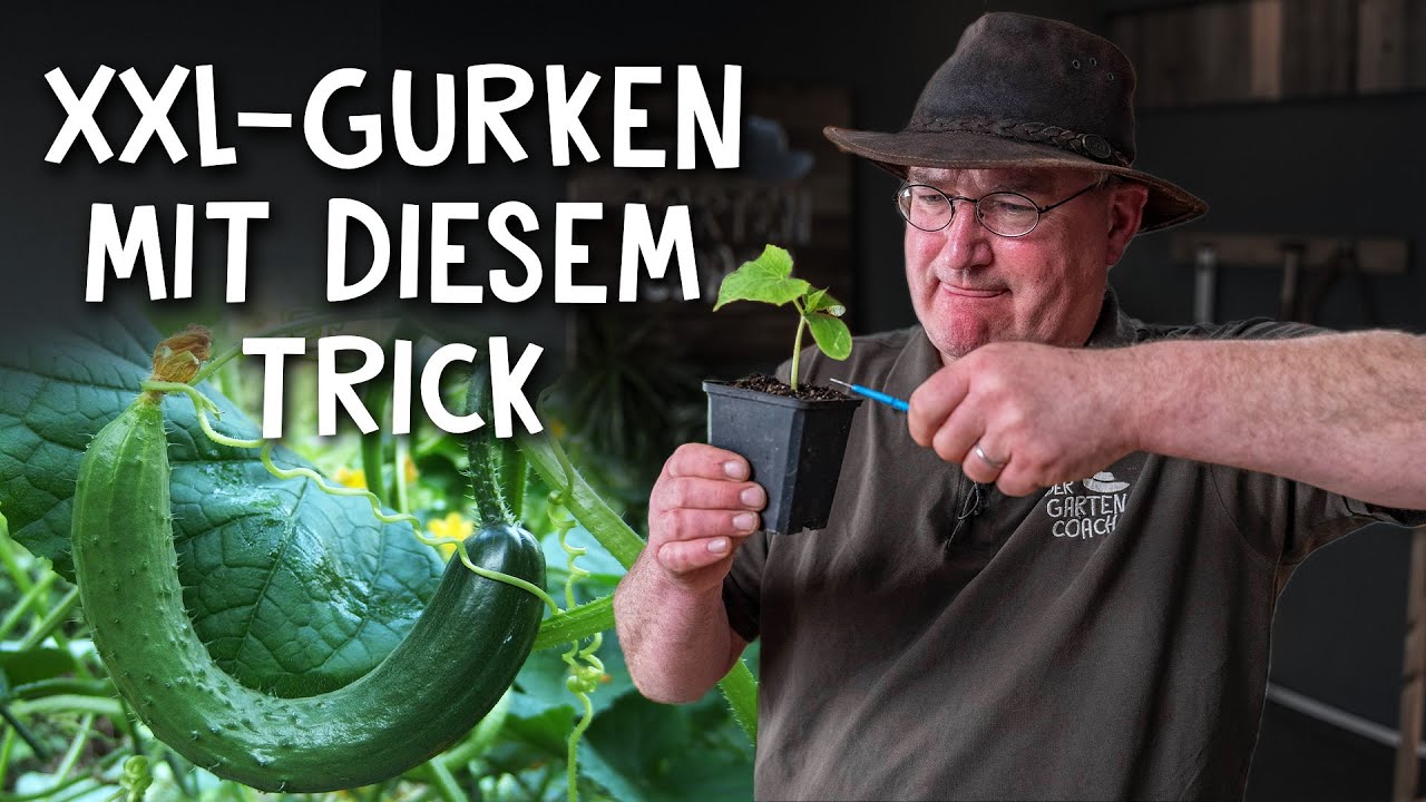 Riesige Gurken aus dem Gewächshaus 🥒 - Gurke auf Kürbis veredeln