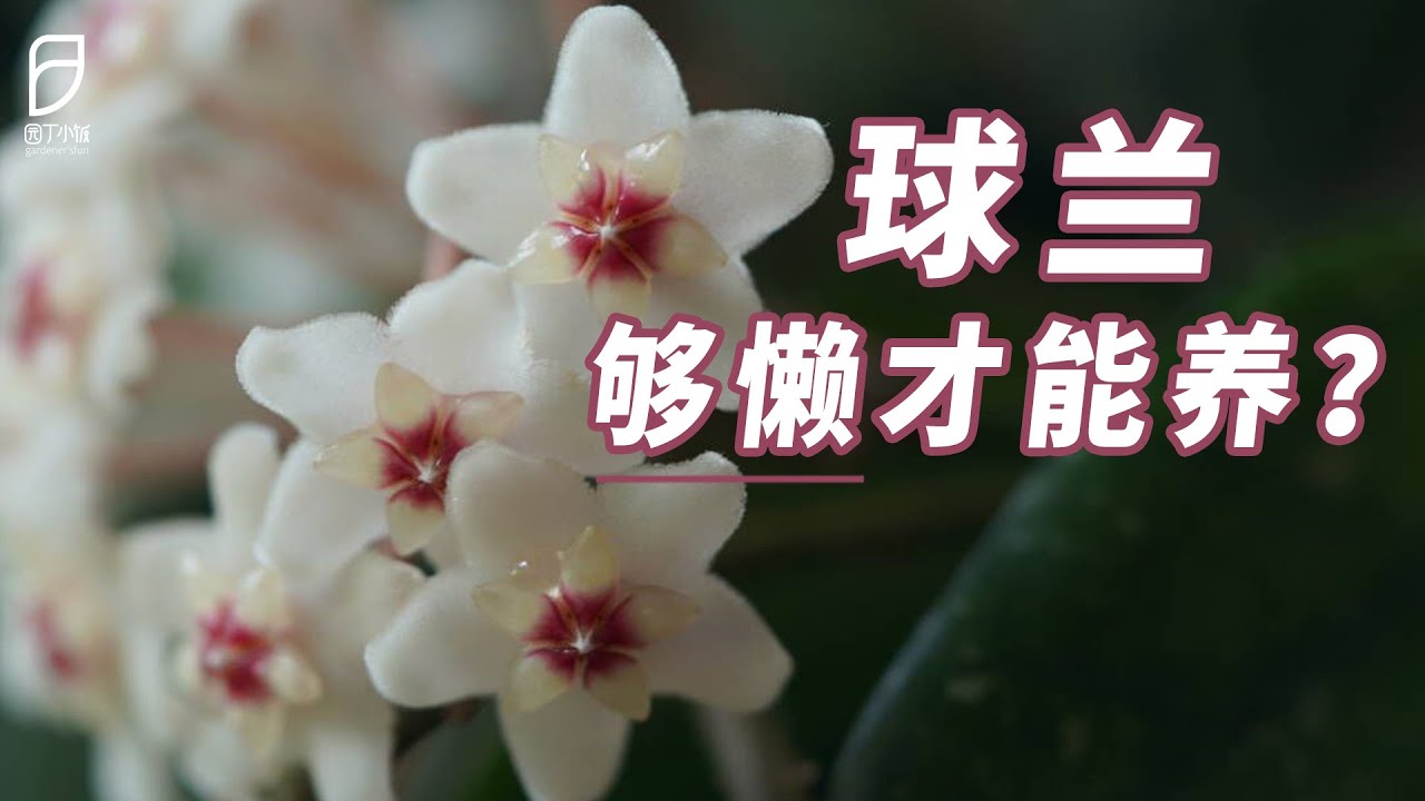 【园丁小饭】想养好球兰，先学偷懒？