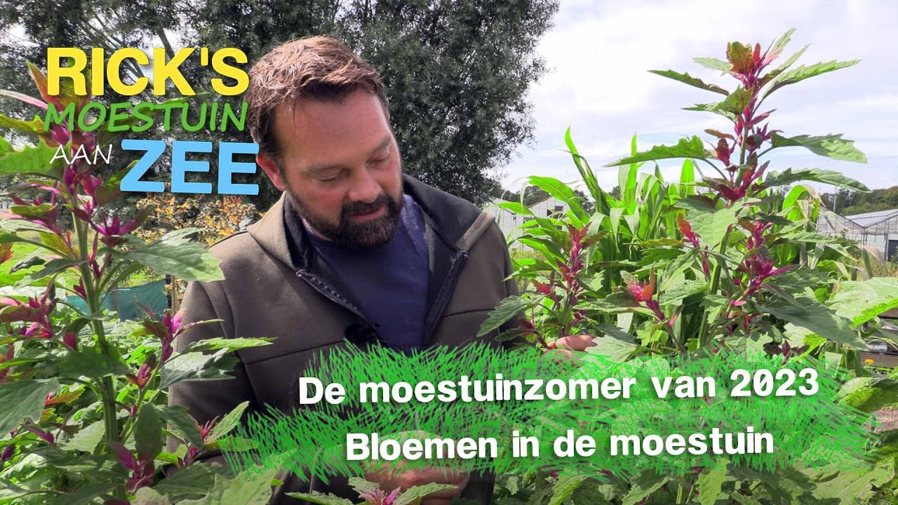De moestuinzomer van 2023 - Bloemen in de moestuin | Alles Wat Bloeit | Rick's Moestuin Aan Zee