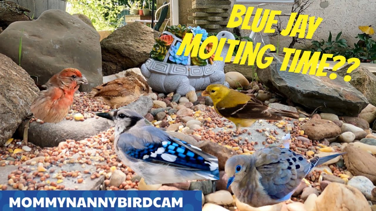 Pennsylvania Bird Cam - August!