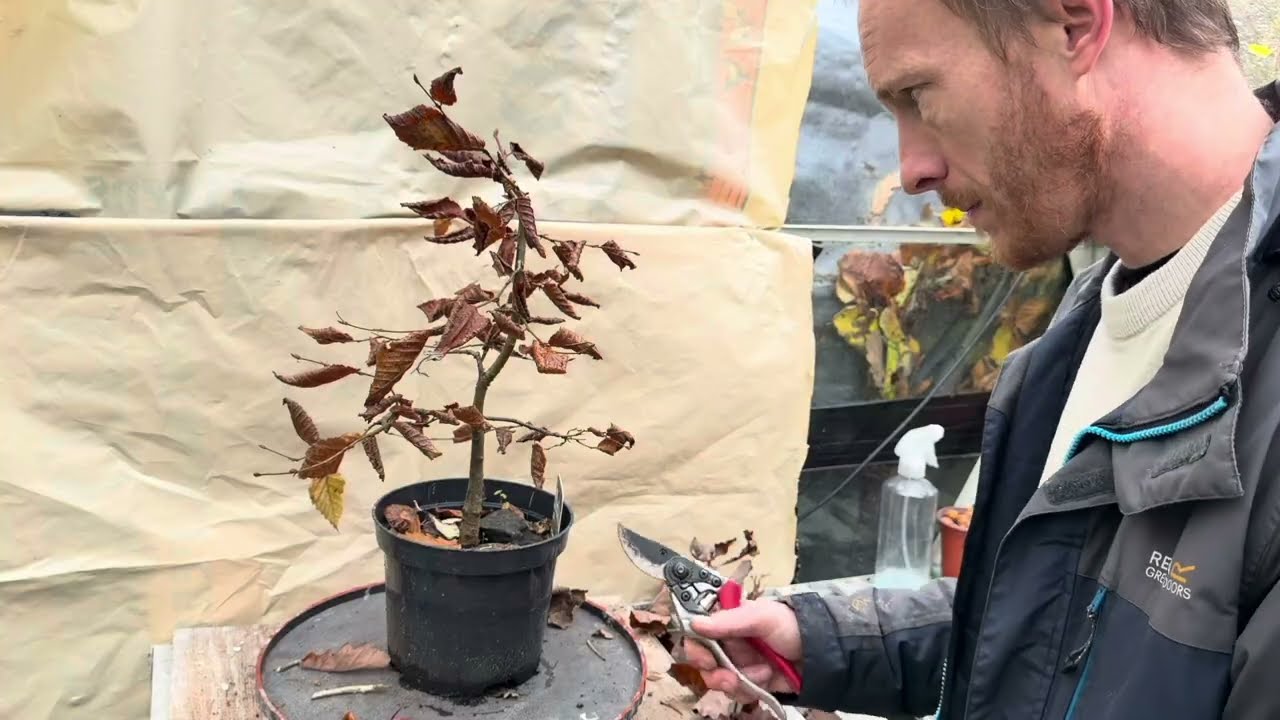 Обрезка 8 моих деревьев-предшественников бонсай