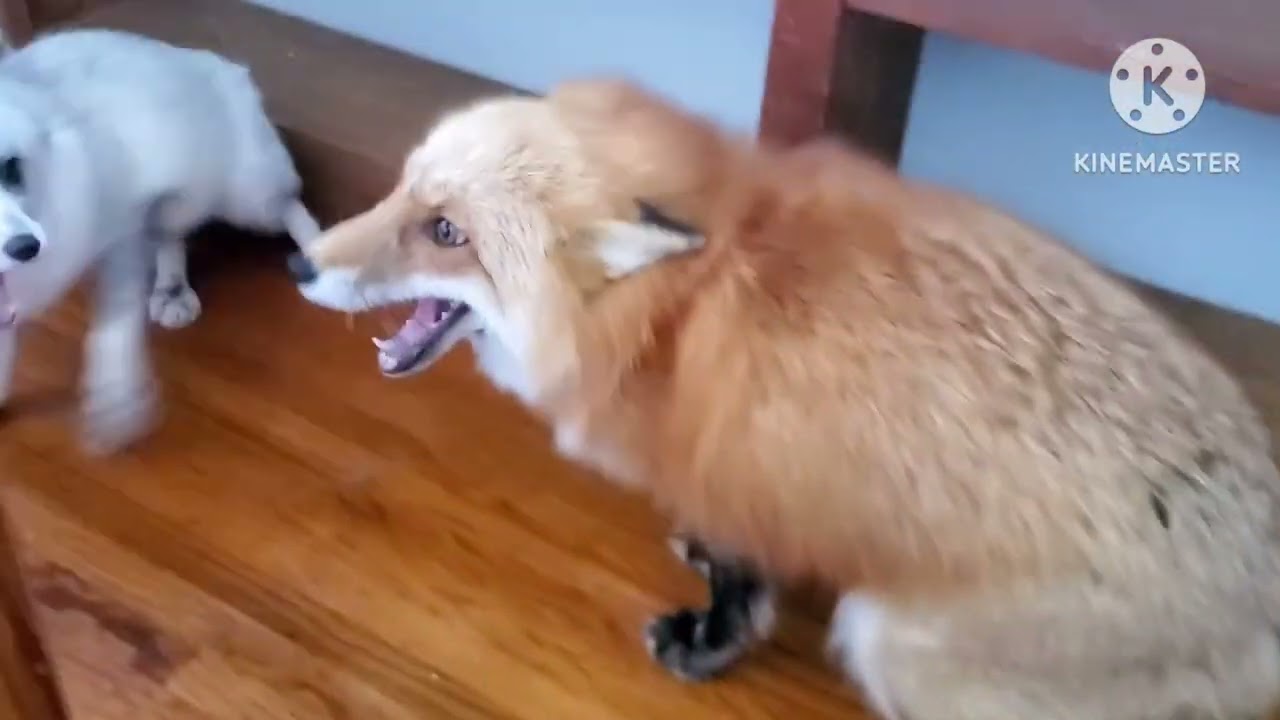 Female foxes screaming 