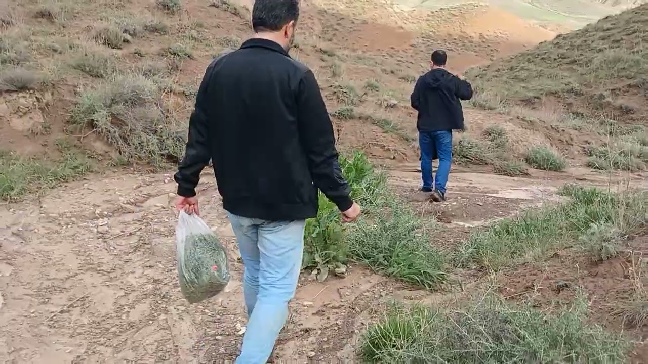 Collecting Wild Thyme from Wet Mountains – Nature’s Scent After Rain