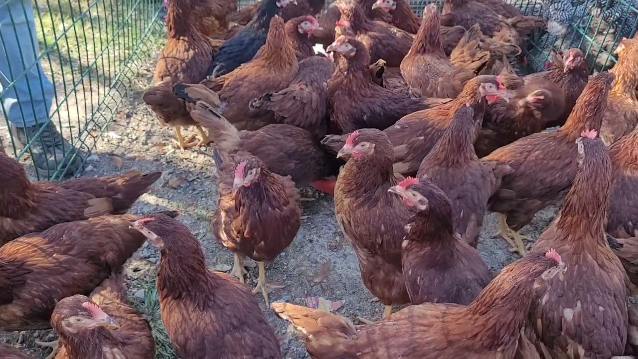 Tavuk pazarı Sakarya 10.09.2023