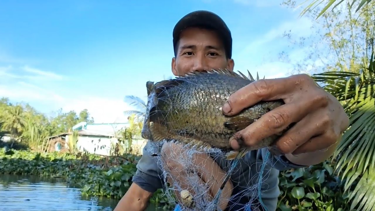 Chúc mừng năm mới cả nhà. Giăng lưới ba màng dính cá rô khủng. 