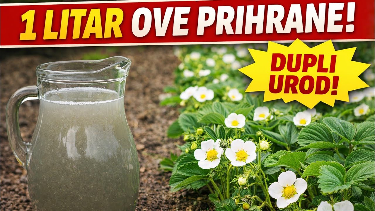 Jagode prije cvjetanja: 1 litar ove prihrane za dupli urod