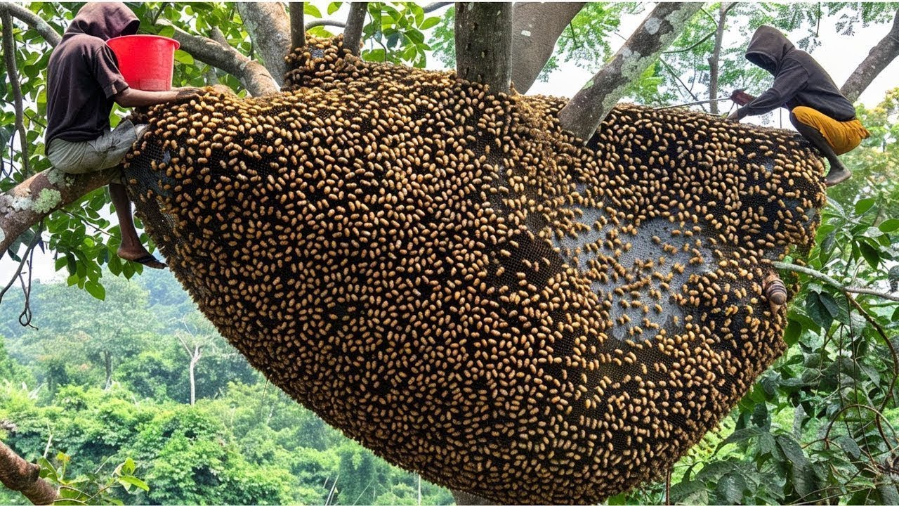 Alone in the Deep Jungle: A Journey of Traditional Wild Honey Hunting