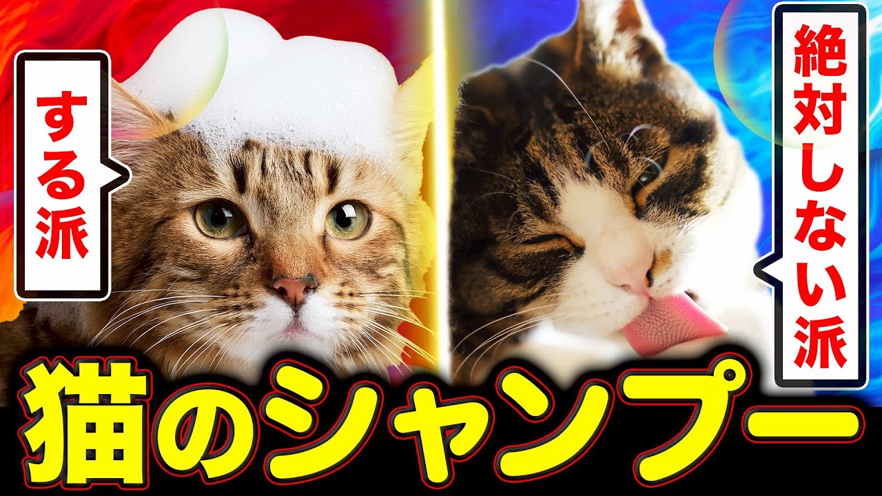 【絶対にシャンプーしないでください】「シャンプーするべき猫」と「絶対にしない方が良い猫」を現役キャットトリマーが解説します！　#質問コーナー