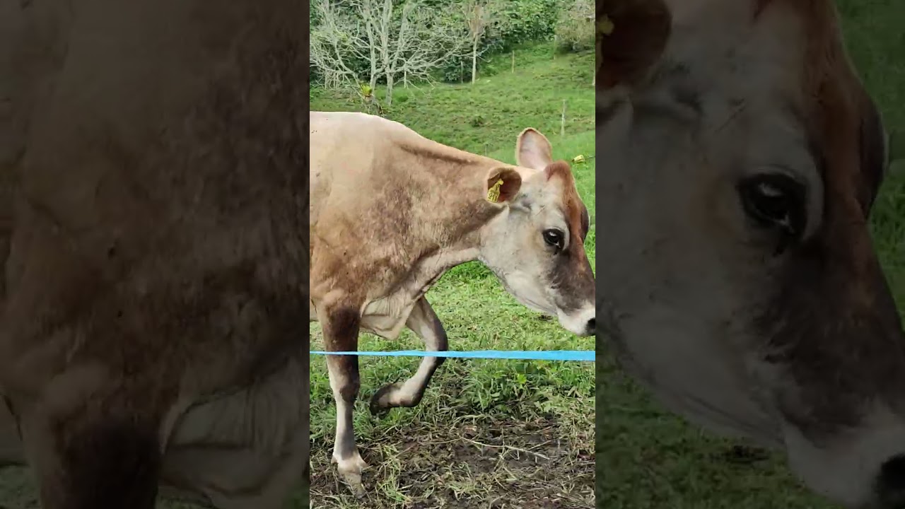 Lote de vacas recién paridas para la venta información al cel y WhatsApp 3205148607 
