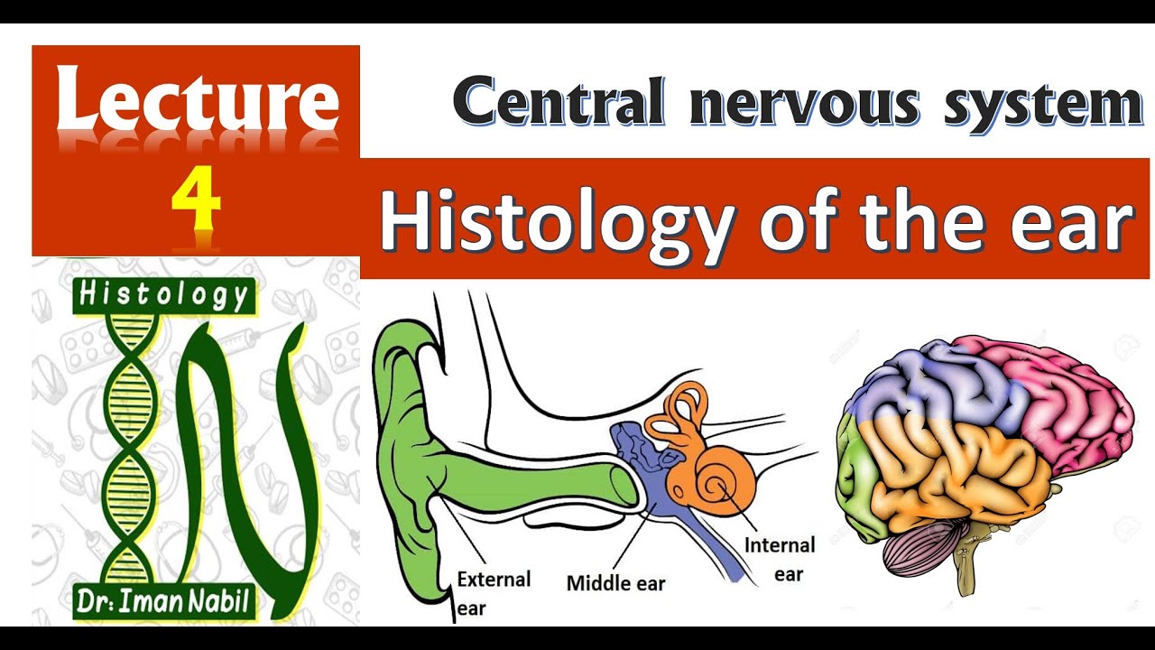 4-Histology of Ear-CNS-