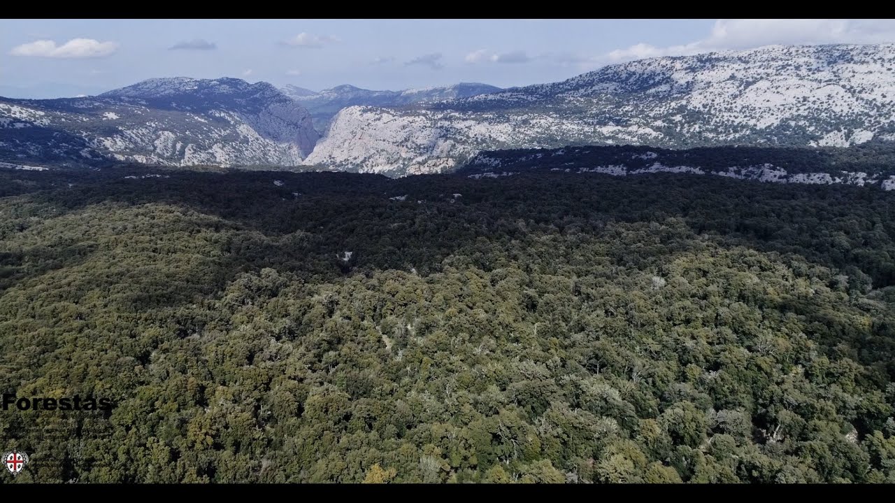 Forestas, non solo foreste [video HD]