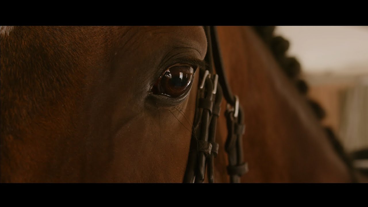Zandonà Equestrian - Protect Your Passion, every day
