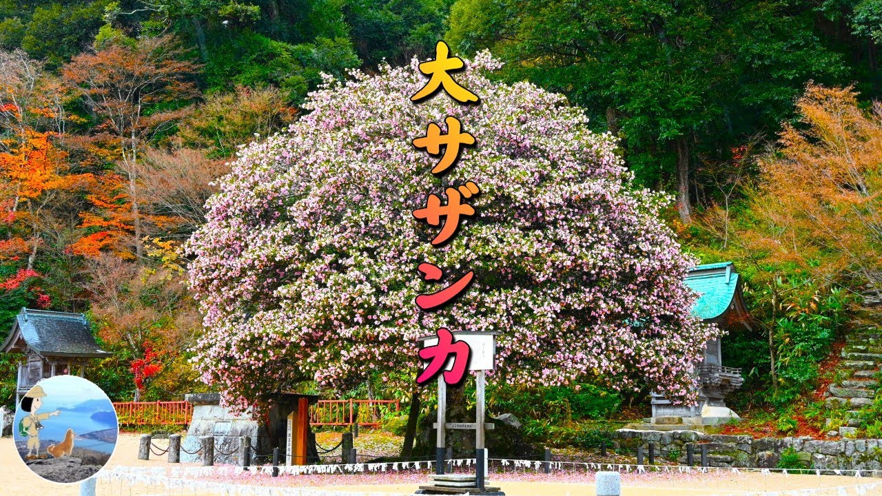 宮津 山王宮日吉神社の大サザンカ