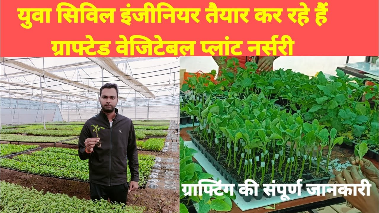 युवा सिविल इंजीनियर तैयार कर रहे हैं ग्राफ्टेड नर्सरी ll ग्राफ्टेड वेजिटेबल plant तैयार कैसे करे