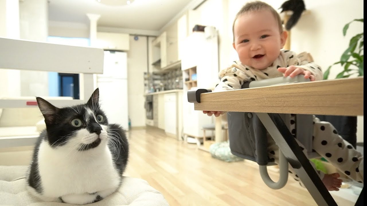 Cats take care of the baby while doing cat loaf position