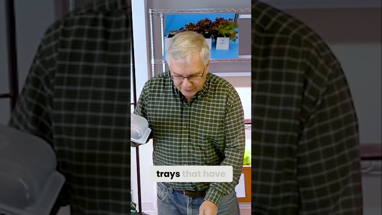 Easily Germinate Microgreen Seeds The Right Way At Home  #indoorgardening #ledgrowlights