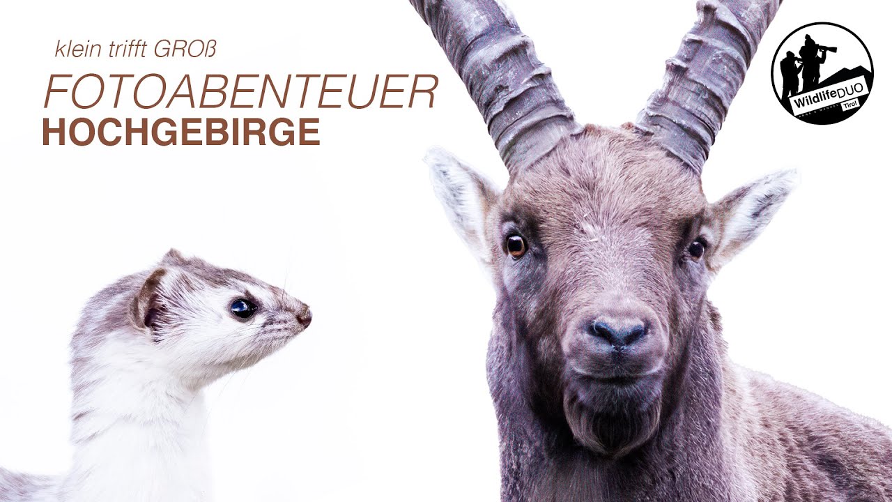 Wildlife-Fotografie im Herbst in den Hohen Tauern - Steinbock, Mauswiesel und Fuchs vor der Linse