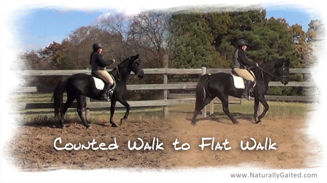 Counted Walk to Flat Walk with Naturally Gaited Tennessee Walking Horse