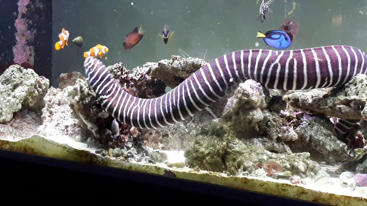 Zebra Moray Eel