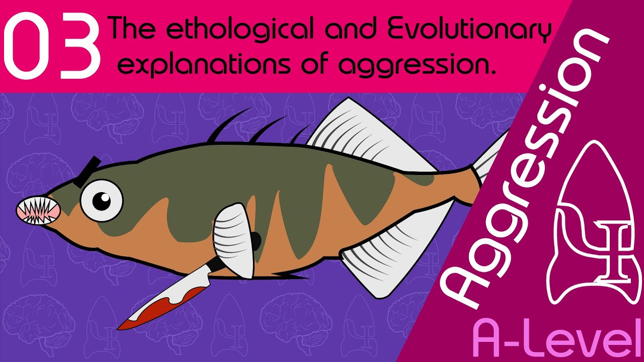 Ethology and Evolution  - Aggression [AQA ALevel Psychology]