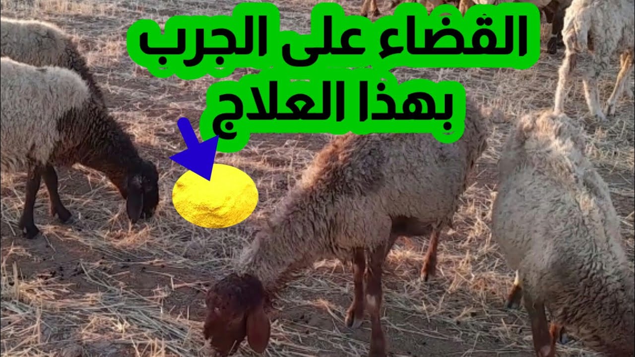 العلاج الفعال للقضاء على الجرب عند الاغنام والماعز🐑🐐