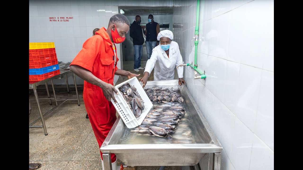 Kakamega Fish Processing Plant Opening | Supporting Agriculture through Technology