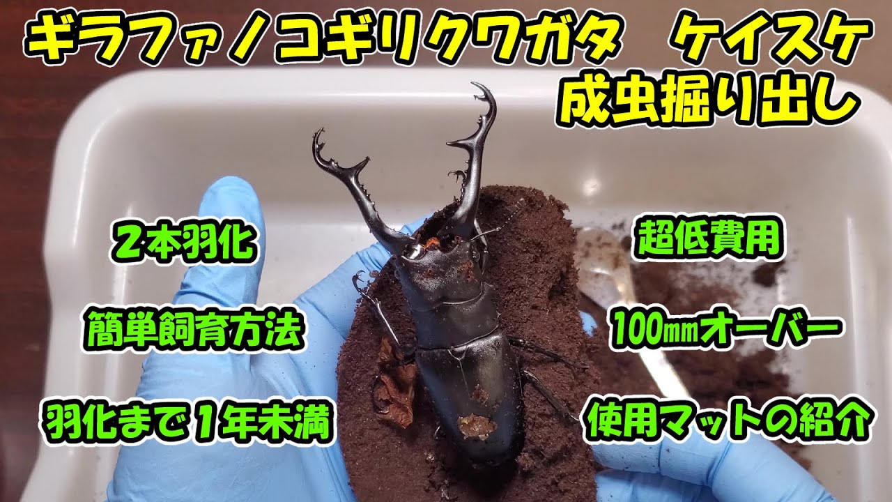 超低予算飼育　ギラファノコギリクワガタ　フローレス島　ケイスケ　成虫掘り出し　簡単飼育