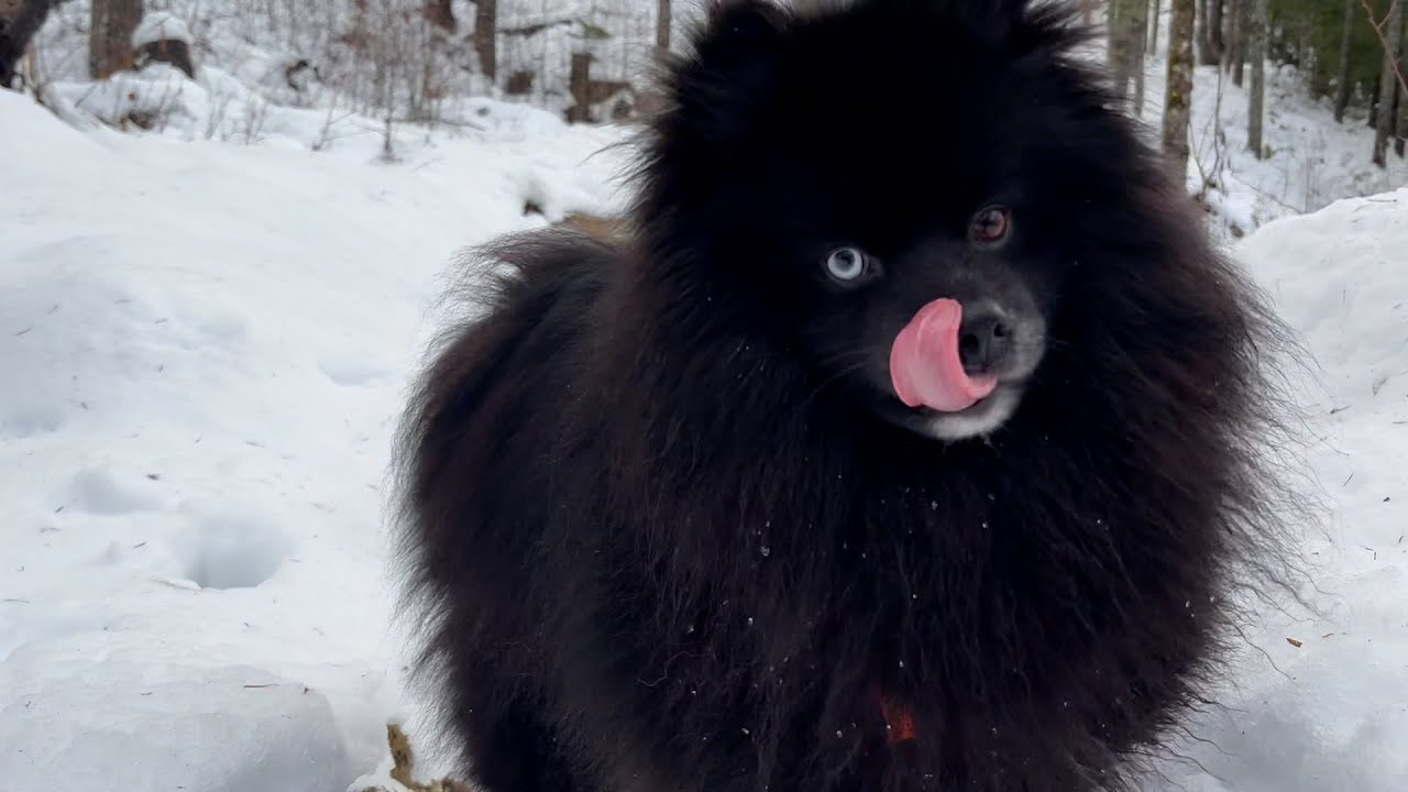 Happy Puppy Hiking in Slushy Snow, Cheakamus, Whistler - No Talking, Nature Sounds, Calming